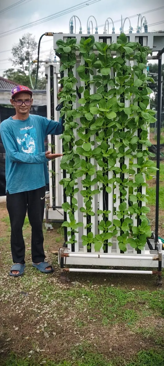 Pak Choy segar ditanam menggunakan sistem hidroponik menegak ZipGrow di Malaysia.